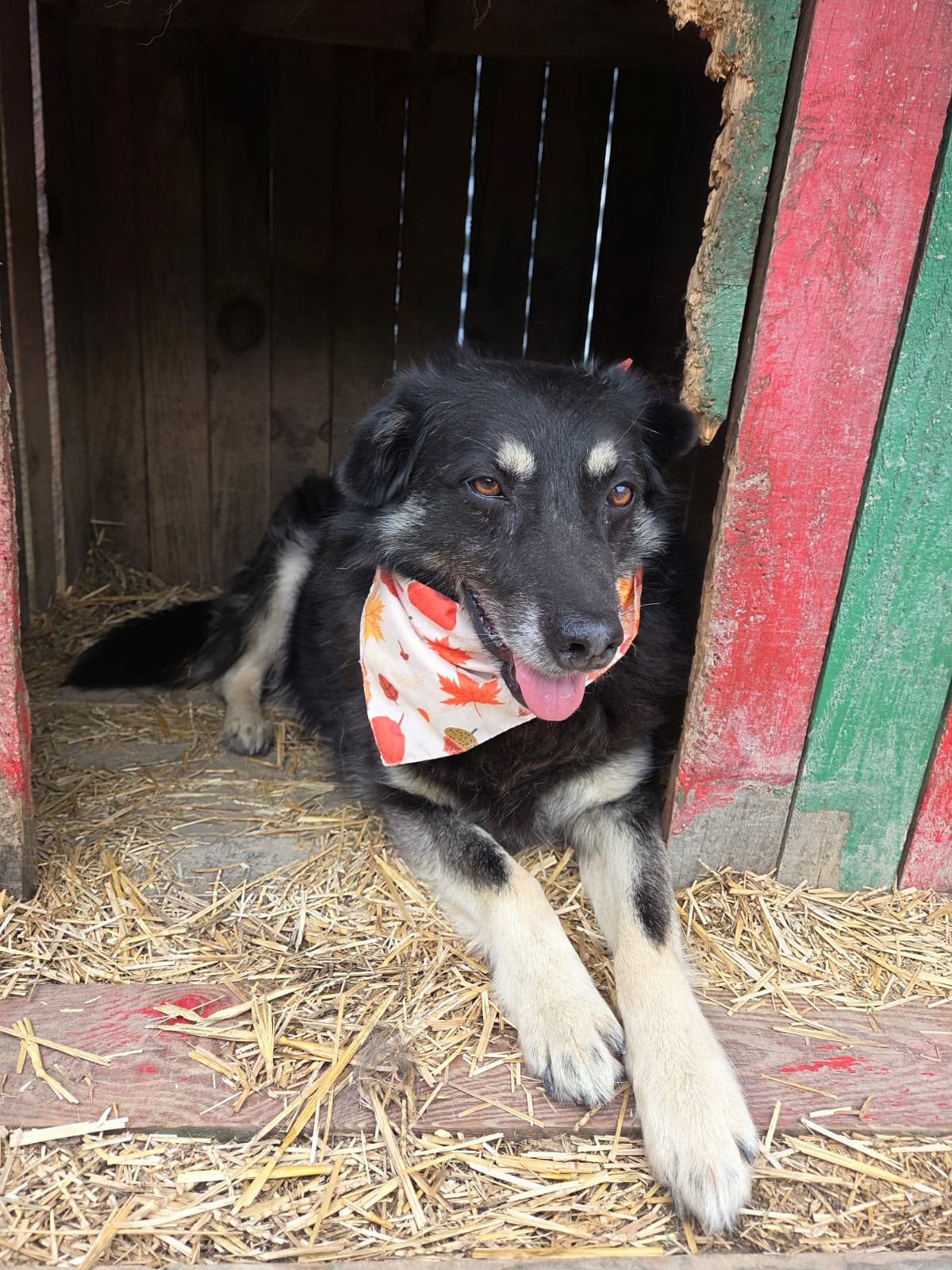 Ivica - senior zlatnog srca: Većinu života proveo u skloništima, a sad traži najljepšu starost! 🐾❤️, Miješana pasmina. Ivicina priča slama srce jer je njego…