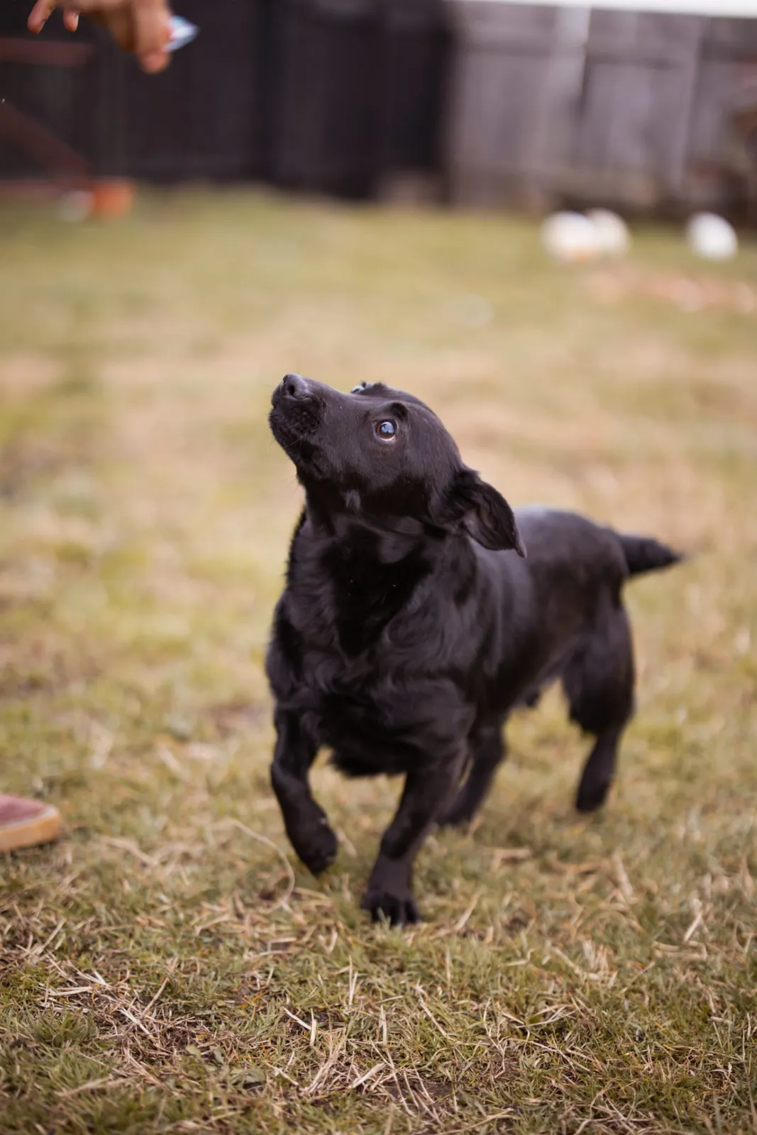 Romy - bio je vezan špagom za hladnjak, a danas je najvjernija sjenka koja obožava i mace! 🐾💔➡️❤️, Miješana pasmina. Romyjeva prošlost jedna je od onih pri…