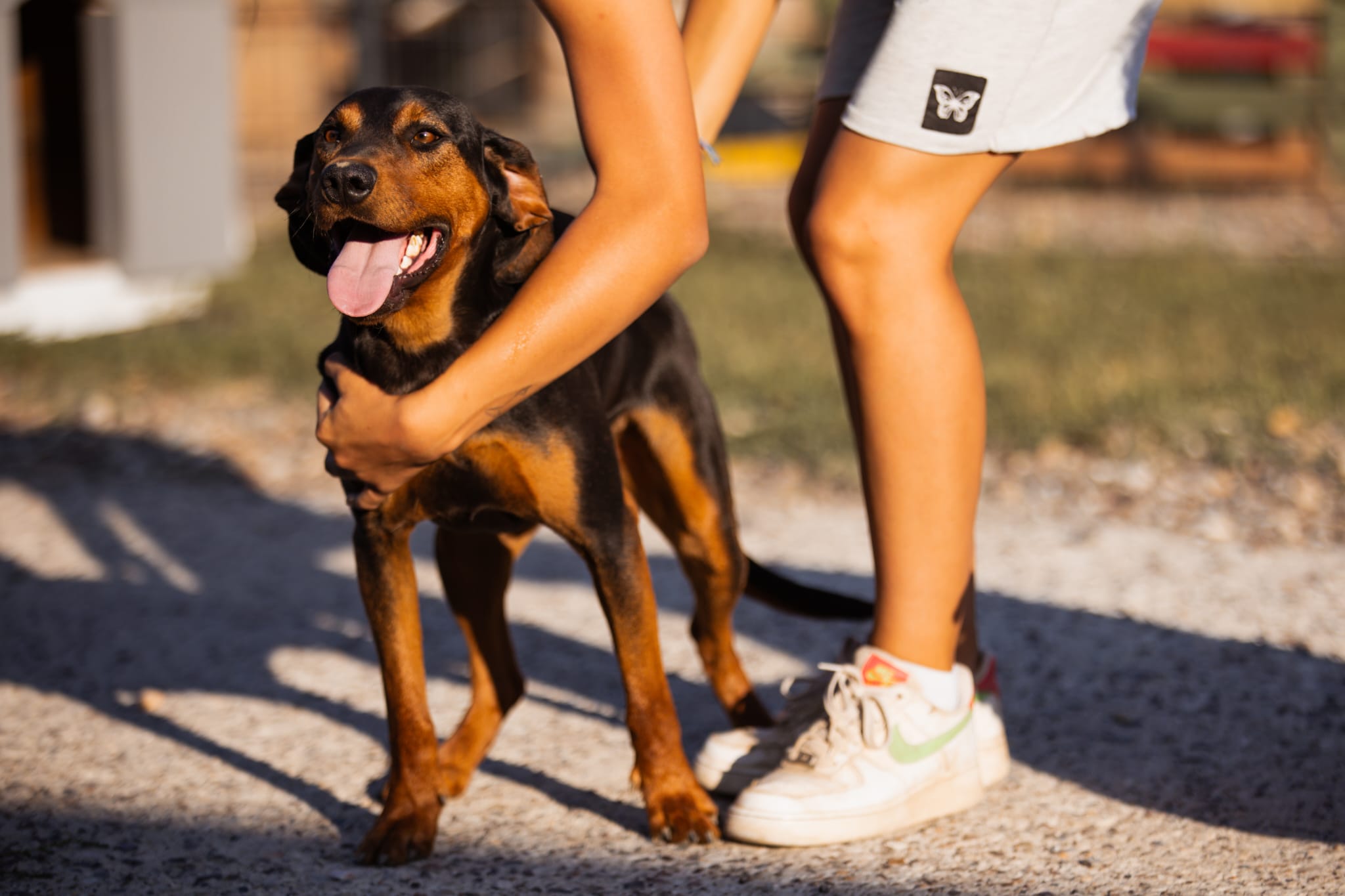 Jimmy - blaga i skromna duša: Malo strpljenja i džep pun poslastica otvaraju njegovo srce! 🐾🦴❤️, Miješana lovačka pasmina. Jimmyjeva priča započela je na u…