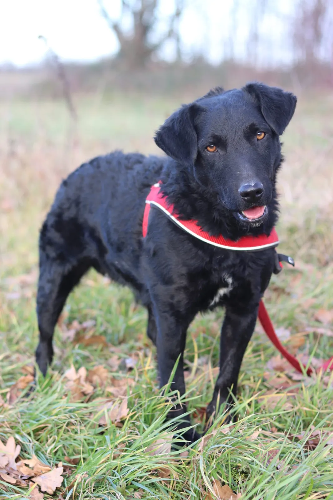 Bono - umiljati istraživač koji u skloništu pati za aktivnim životom! 🐾❤️, Mješanac lovnog terijera i hrvatskog ovčara. Nakon što je tjednima samostalno lut…